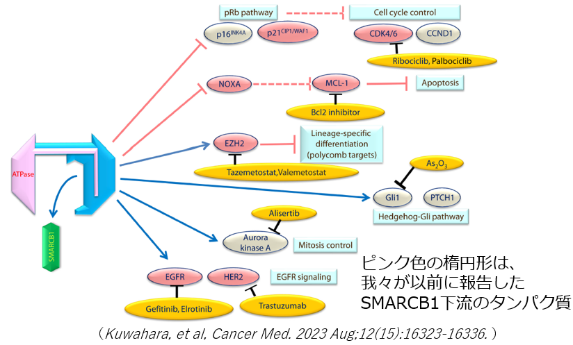 ラブドイド腫瘍におけるSMARCB1とその下流のタンパク質